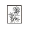 Picture of Hydrangea Sketch  _GroupedProduct_Rectangle_Portrait_Canvas_Framed_