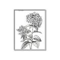 Picture of Hydrangea Sketch  _GroupedProduct_Rectangle_Portrait_Canvas_Framed_