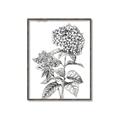 Picture of Hydrangea Sketch  _GroupedProduct_Rectangle_Portrait_Canvas_Framed_