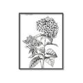 Picture of Hydrangea Sketch  _GroupedProduct_Rectangle_Portrait_Canvas_Framed_