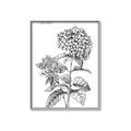 Picture of Hydrangea Sketch  _GroupedProduct_Rectangle_Portrait_Canvas_Framed_