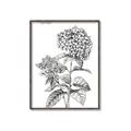 Picture of Hydrangea Sketch  _GroupedProduct_Rectangle_Portrait_Canvas_Framed_