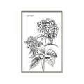 Picture of Hydrangea Sketch  _GroupedProduct_Rectangle_Portrait_Canvas_Framed_