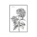 Picture of Hydrangea Sketch  _GroupedProduct_Rectangle_Portrait_Canvas_Framed_