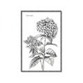 Picture of Hydrangea Sketch  _GroupedProduct_Rectangle_Portrait_Canvas_Framed_