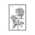 Picture of Hydrangea Sketch  _GroupedProduct_Rectangle_Portrait_Canvas_Framed_