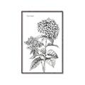 Picture of Hydrangea Sketch  _GroupedProduct_Rectangle_Portrait_Canvas_Framed_