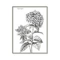 Picture of Hydrangea Sketch  _GroupedProduct_Rectangle_Portrait_Canvas_Framed_