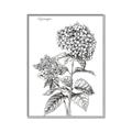 Picture of Hydrangea Sketch  _GroupedProduct_Rectangle_Portrait_Canvas_Framed_