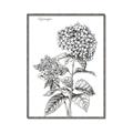 Picture of Hydrangea Sketch  _GroupedProduct_Rectangle_Portrait_Canvas_Framed_