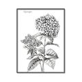 Picture of Hydrangea Sketch  _GroupedProduct_Rectangle_Portrait_Canvas_Framed_