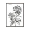 Picture of Hydrangea Sketch  _GroupedProduct_Rectangle_Portrait_Canvas_Framed_