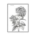 Picture of Hydrangea Sketch  _GroupedProduct_Rectangle_Portrait_Canvas_Framed_