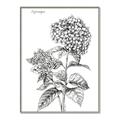 Picture of Hydrangea Sketch  _GroupedProduct_Rectangle_Portrait_Canvas_Framed_