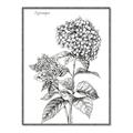 Picture of Hydrangea Sketch  _GroupedProduct_Rectangle_Portrait_Canvas_Framed_