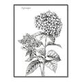 Picture of Hydrangea Sketch  _GroupedProduct_Rectangle_Portrait_Canvas_Framed_
