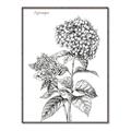 Picture of Hydrangea Sketch  _GroupedProduct_Rectangle_Portrait_Canvas_Framed_