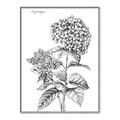 Picture of Hydrangea Sketch  _GroupedProduct_Rectangle_Portrait_Canvas_Framed_