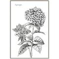 Picture of Hydrangea Sketch  _GroupedProduct_Rectangle_Portrait_Canvas_Framed_