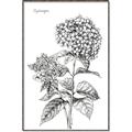 Picture of Hydrangea Sketch  _GroupedProduct_Rectangle_Portrait_Canvas_Framed_