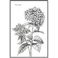 Picture of Hydrangea Sketch  _GroupedProduct_Rectangle_Portrait_Canvas_Framed_