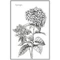 Picture of Hydrangea Sketch  _GroupedProduct_Rectangle_Portrait_Canvas_Framed_