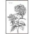 Picture of Hydrangea Sketch  _GroupedProduct_Rectangle_Portrait_Canvas_Framed_