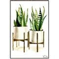 Picture of House Plants II  _GroupedProduct_Rectangle_Portrait_Canvas_Framed_