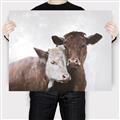Picture of Cow buddies _GroupedProduct_Rectangle_Landscape_Canvas_