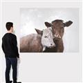 Picture of Cow buddies _GroupedProduct_Rectangle_Landscape_Canvas_