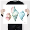 Picture of Seashells I  _GroupedProduct_Rectangle_Landscape_Canvas_