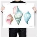 Picture of Seashells I  _GroupedProduct_Rectangle_Landscape_Canvas_
