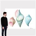 Picture of Seashells I  _GroupedProduct_Rectangle_Landscape_Canvas_