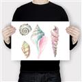 Picture of Seashells II  _GroupedProduct_Rectangle_Landscape_Canvas_