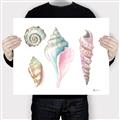 Picture of Seashells II  _GroupedProduct_Rectangle_Landscape_Canvas_