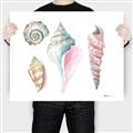 Picture of Seashells II  _GroupedProduct_Rectangle_Landscape_Canvas_