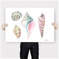 Picture of Seashells II  _GroupedProduct_Rectangle_Landscape_Canvas_