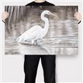 Picture of Wading Egret _GroupedProduct_Rectangle_Landscape_Canvas_
