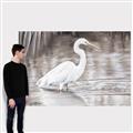 Picture of Wading Egret _GroupedProduct_Rectangle_Landscape_Canvas_