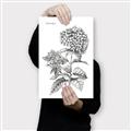 Picture of Hydrangea Sketch  _GroupedProduct_Rectangle_Portrait_Canvas_