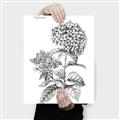 Picture of Hydrangea Sketch  _GroupedProduct_Rectangle_Portrait_Canvas_