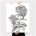 Picture of Hydrangea Sketch  _GroupedProduct_Rectangle_Portrait_Canvas_