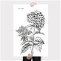 Picture of Hydrangea Sketch  _GroupedProduct_Rectangle_Portrait_Canvas_