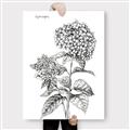 Picture of Hydrangea Sketch  _GroupedProduct_Rectangle_Portrait_Canvas_