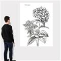 Picture of Hydrangea Sketch  _GroupedProduct_Rectangle_Portrait_Canvas_