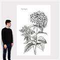 Picture of Hydrangea Sketch  _GroupedProduct_Rectangle_Portrait_Canvas_