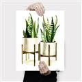 Picture of House Plants II  _GroupedProduct_Rectangle_Portrait_Canvas_