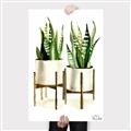 Picture of House Plants II  _GroupedProduct_Rectangle_Portrait_Canvas_