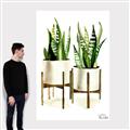 Picture of House Plants II  _GroupedProduct_Rectangle_Portrait_Canvas_