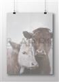 Picture of Cow buddies _GroupedProduct_Rectangle_Landscape_Unframed_Print_Only_